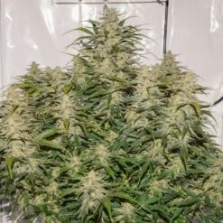 Auto SFV OG - Feminised - Dutch Passion -Uitgelichte Plantenzaadwinkel auto sfv og 1 2