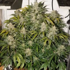 Auto SFV OG - Feminised - Dutch Passion -Uitgelichte Plantenzaadwinkel auto sfv og 1 2