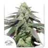 Auto Skywalker Haze - Feminised - Dutch Passion -Uitgelichte Plantenzaadwinkel auto skywalker haze 2