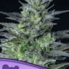 Auto Sleepy Joe - 5-pack - Feminised - Anesia Seeds -Uitgelichte Plantenzaadwinkel auto sleepy joe 600x800 1