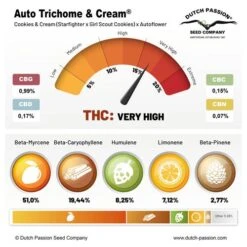 Auto Trichome & Cream - Feminised - Dutch Passion -Uitgelichte Plantenzaadwinkel auto trichome and cream terpenes and cannabinoids dutch passion cannabis seed company