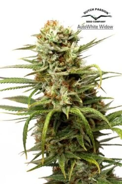 Auto White Widow - Feminised - Dutch Passion