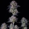 Blueberry Auto - 5-pack - Feminised - Fast Buds Seeds -Uitgelichte Plantenzaadwinkel auto blueberry fast buds