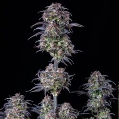 Blueberry Auto - 5-pack - Feminised - Fast Buds Seeds