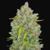 Bubblegum Auto - 5-pack - Feminised - Fast Buds Seeds -Uitgelichte Plantenzaadwinkel auto bubblegum fast buds
