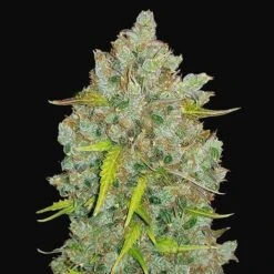 Bubblegum Auto - 5-pack - Feminised - Fast Buds Seeds