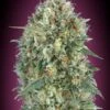 Auto Gelato #33 - Feminised - Advanced Seeds 1 Auto Gelato #33 - Feminised - Advanced Seeds -Uitgelichte Plantenzaadwinkel auto gelato 33 1