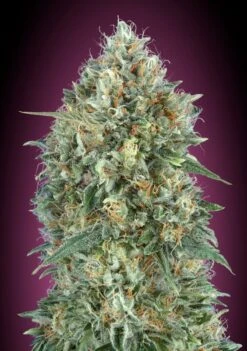 Auto Gelato #33 - Feminised - Advanced Seeds