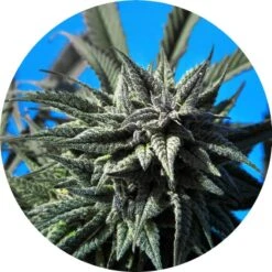 Auto Tao Blueberry - 5PACK - Regular - Top Tao Seeds