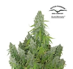 Auto Ultimate - Feminised - Dutch Passion