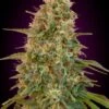 Auto Zkittlez - Feminised - Advanced Seeds -Uitgelichte Plantenzaadwinkel auto zkittlez advanced seeds 1 1