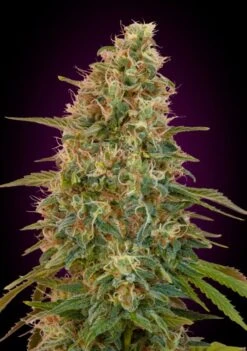 Auto Zkittlez - Feminised - Advanced Seeds