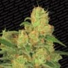 Auto Acid - Feminised - Paradise Seeds -Uitgelichte Plantenzaadwinkel autoacid