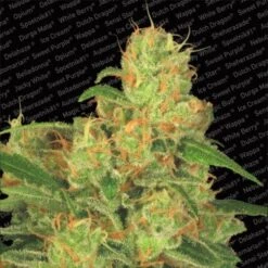 Auto Acid - Feminised - Paradise Seeds