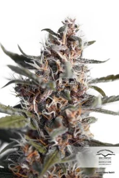 Auto Blackberry Kush - Feminised - Dutch Passion
