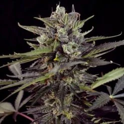 Auto Blueberry - Feminised - Dutch Passion