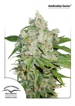 Auto Brooklyn Sunrise - Feminised - Dutch Passion