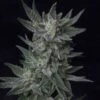 AUTO Bubblegum - 5PACK - Feminised - T.H.Seeds