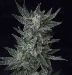 AUTO Bubblegum - 5PACK - Feminised - T.H.Seeds