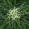 Autoflowering Mix - Feminised - Royal Queen Seeds -Uitgelichte Plantenzaadwinkel autofloweing outdoor mix 1 asc