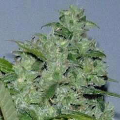 Autoflowering White Russian #1 - Feminised - Serious Seeds