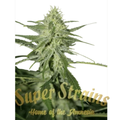 Automatic Fini - 5PACK - Feminised - Super Strains