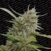 Auto White Berry - Feminised - Paradise Seeds -Uitgelichte Plantenzaadwinkel autowhiteberry