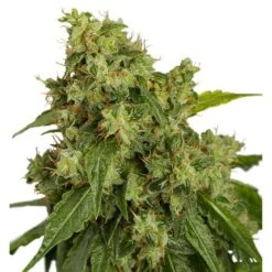 Auto Xtreme - Feminised - Dutch Passion