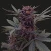 Babushka Black Auto - 5-pack - Feminised - Kalashnikov Seeds -Uitgelichte Plantenzaadwinkel babushka black auto 01 0