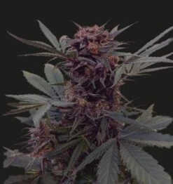 Babushka Black Auto - 5-pack - Feminised - Kalashnikov Seeds