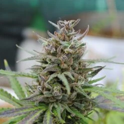 Baby Boom Auto - 5PACK - Feminised - Kannabia Seeds