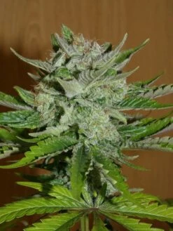 Balkh Hash Plant - 12-pack - Regular - Khalifa Genetics