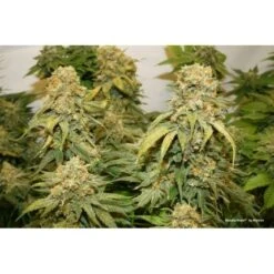 Banana Blaze - Feminised - Dutch Passion -Uitgelichte Plantenzaadwinkel banana blaze 1