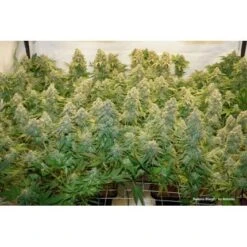 Banana Blaze - Feminised - Dutch Passion -Uitgelichte Plantenzaadwinkel banana blaze 2