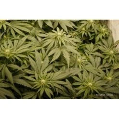 Uitgelichte Plantenzaadwinkel -Uitgelichte Plantenzaadwinkel banana blaze 3