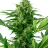 Banana Frosting - Feminised - Sensi Seeds -Uitgelichte Plantenzaadwinkel banana frosting feminized xl 1 2