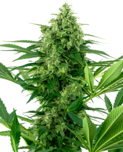 Banana Frosting - Feminised - Sensi Seeds