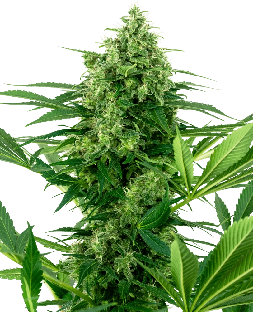 Banana Frosting - Feminised - Sensi Seeds 3 Banana Frosting - Feminised - Sensi Seeds
