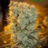 Banana Kush Auto - 5PACK - Feminised - Anesia Seeds -Uitgelichte Plantenzaadwinkel banana kush auto amsterdam seeds