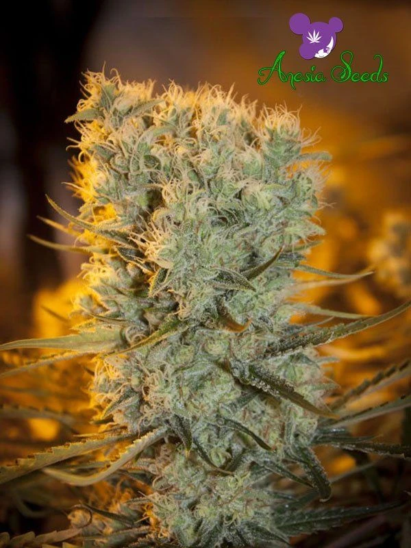 Banana Kush Auto - 5PACK - Feminised - Anesia Seeds 3 Banana Kush Auto - 5PACK - Feminised - Anesia Seeds