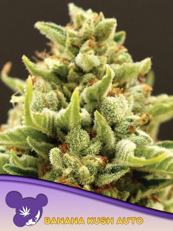 Banana Kush Auto - 5PACK - Feminised - Anesia Seeds 4 Banana Kush Auto - 5PACK - Feminised - Anesia Seeds - Afbeelding 2
