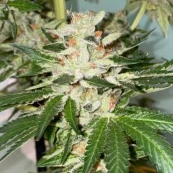 Banana Loaf - 6-pack - Feminised - The Plug Seeds -Uitgelichte Plantenzaadwinkel banana loaf bud