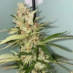 Banana Loaf - 6-pack - Feminised - The Plug Seeds -Uitgelichte Plantenzaadwinkel banana loaf cannabis seeds