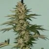 Banana Loaf - 6-pack - Feminised - The Plug Seeds -Uitgelichte Plantenzaadwinkel banana loaf cannabis seeds the plug