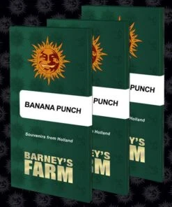 Banana Punch - Feminised - Barney's Farm