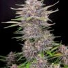 Banana Purple Punch - 5PACK - Feminised - Fast Buds Seeds -Uitgelichte Plantenzaadwinkel banana purple punch auto