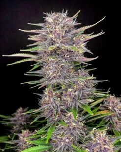 Banana Purple Punch - 5PACK - Feminised - Fast Buds Seeds