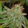 Bangi Haze - 5-pack - Feminised - ACE Seeds