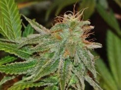 Bangi Haze - 5-pack - Feminised - ACE Seeds