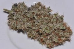 Bangi Haze - 5-pack - Regular - ACE Seeds 15 Bangi Haze - 5-pack - Regular - ACE Seeds -Uitgelichte Plantenzaadwinkel bangi haze dried bud 1